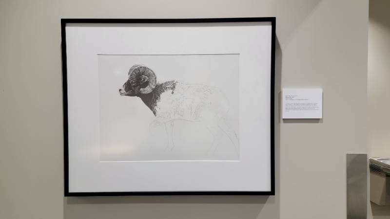 Bighorn Ram Bighorn Ram